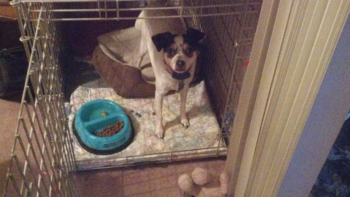 alittlesophisticated:  starsfallinreverie:  captainjamestklrk:  larrrrrrystylinson:  larrrrrrystylinson:  larrrrrrystylinson:  MY BIRD IS SITTING IN THE TOP CORNER OF HER CAGE CALLING MY DOG’S NAME AND ASKING IF HE WANTS A TREAT AND IF HE WANTS TO GO