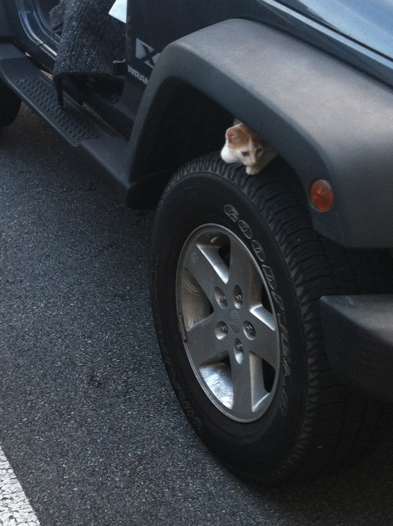 getoutoftherecat:  get out of there cat. i have places to go.