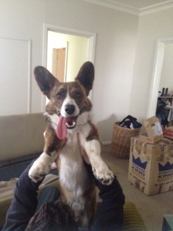 corgiaddict:  Maximum Derp achieved -Playing