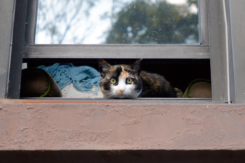 snackish:  East 5th St. Cat - Ever get the feeling you’re being watched?