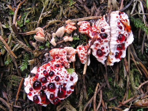   Hydnellum peckii “Bleeding Tooth Fungus  