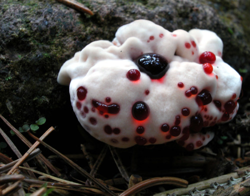   Hydnellum peckii “Bleeding Tooth Fungus  