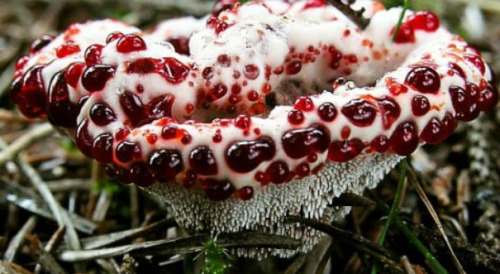 felicefawn:   Hydnellum peckii “Bleeding Tooth Fungus”  