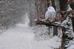 wild-heartedx: Snow owl (source) 