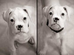 All I want is a white boxer and to name them