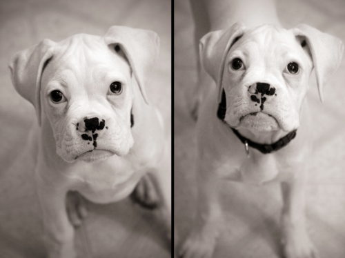 All I want is a white boxer and to name them Eli Manning.