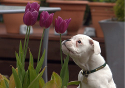 White Boxer Love