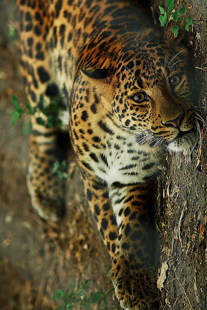 animals-plus-nature: Szegedi Vadaspark 4 by peter.busch on Flickr.