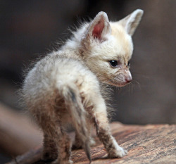 Animals-Plus-Nature:  Baby Fennek Artis Img_2190 By J.a.kok On Flickr.   Babies.