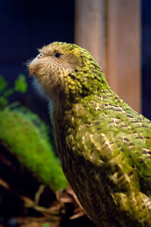 avianawareness:japonponpon:Kakapo Appreciation PostBabies♡If you don’t like kakapos gtfo