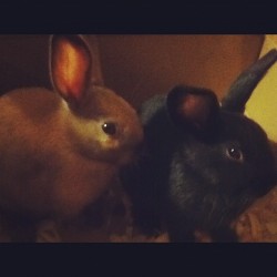 Caramel and Brownie 🐰🐰 #bunny #dwarfs