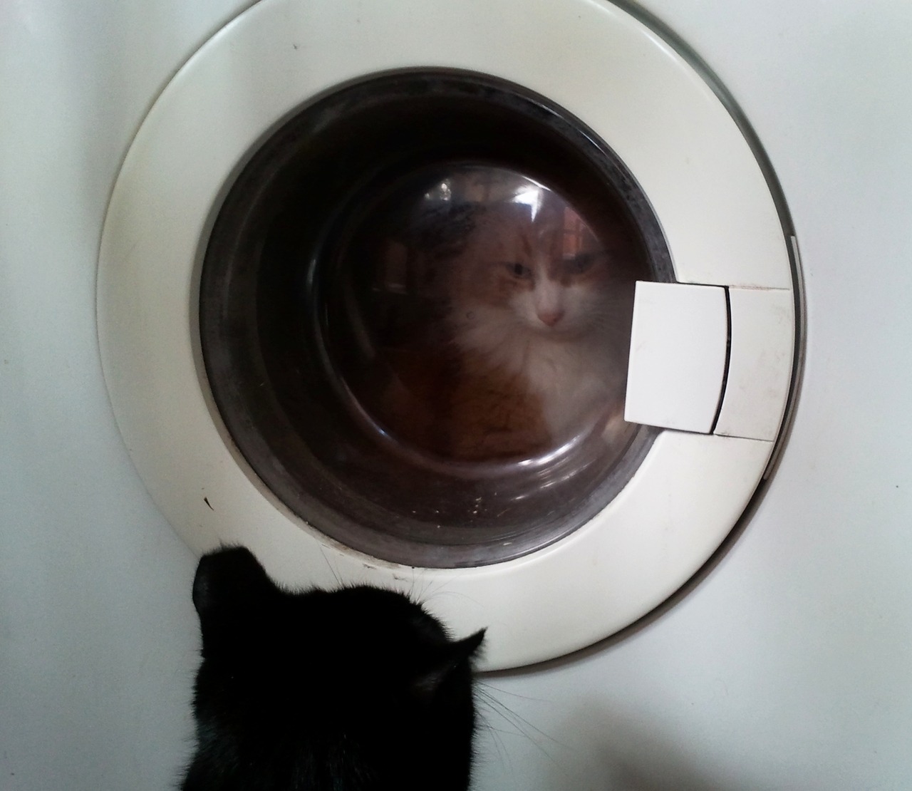 getoutoftherecat:  get out of there cat. it’s other cat’s turn to be an astronaut.