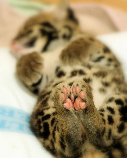 h4te:  cutest thing