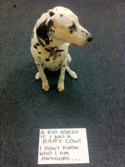 dogshaming:  My 14 year old dalmatian “Angel” loves grazing the lawn and sometimes her bark is more of a moo. 