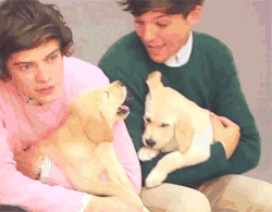 beautifulharrystyles:  eleanorjanestyle:  the-stylinson-couple:  when-harry-met-louis:  whattarush:  omg this is the cutest thing i’ve ever seen jesus  this is too much  He is actually talking to the puppy…’hey’ DEAR GOD HELP ME  nOPE  jesUS CHRIST