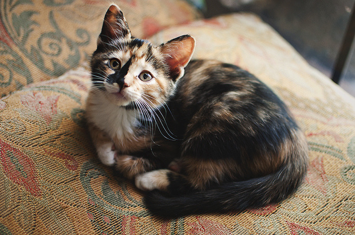 via-laetitiae:  omg aw this cat is so lovely. I mean, look at it. aw. 