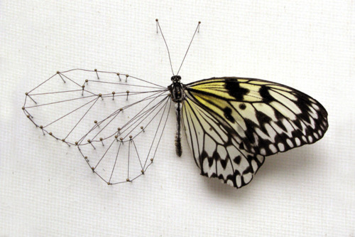 taxidermy-in-art:  Anne Ten Donkelaar; de draadsanner 2011, from the series broken butterflies 