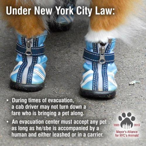 nailedaboveyou:  tryagain—failbetter:  azelk:  cuntofdoom:  supersoygrrrl:  bohemianarthouse:  pass this around  Taxis always have to take you with small animals in carriers, in non-emergencies they get to use their discretion on whether or not they