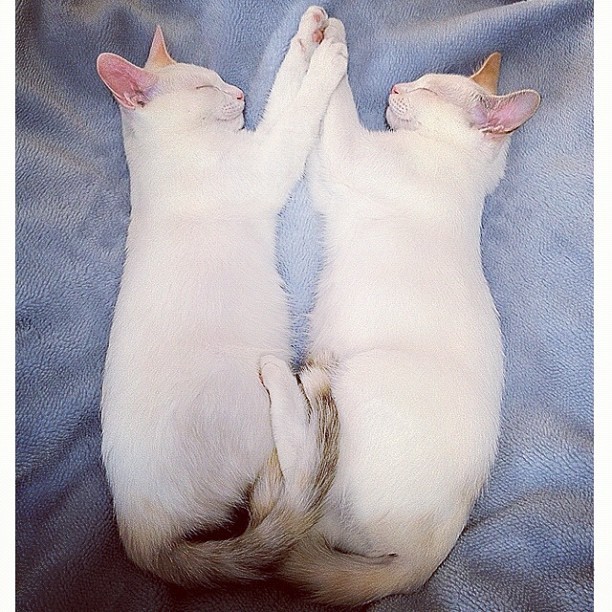 aaronbutts:  thefluffingtonpost:  Twin Cats Always Mirror Each Other in Sleep Scientists