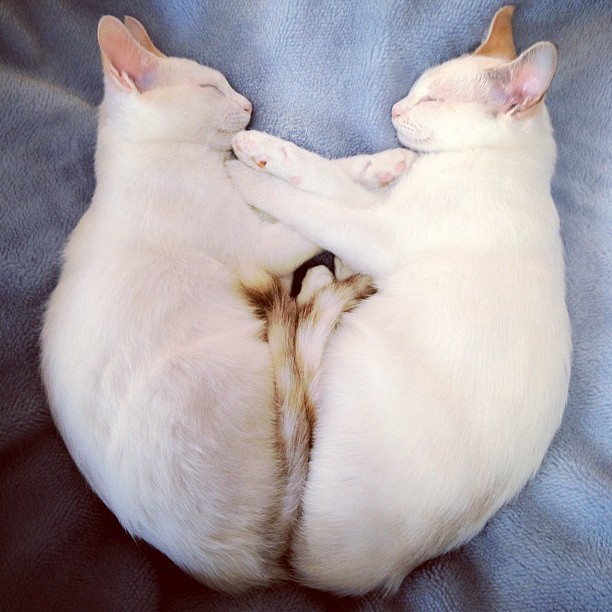 thefluffingtonpost:  Twin Cats Always Mirror Each Other in Sleep Scientists are baffled