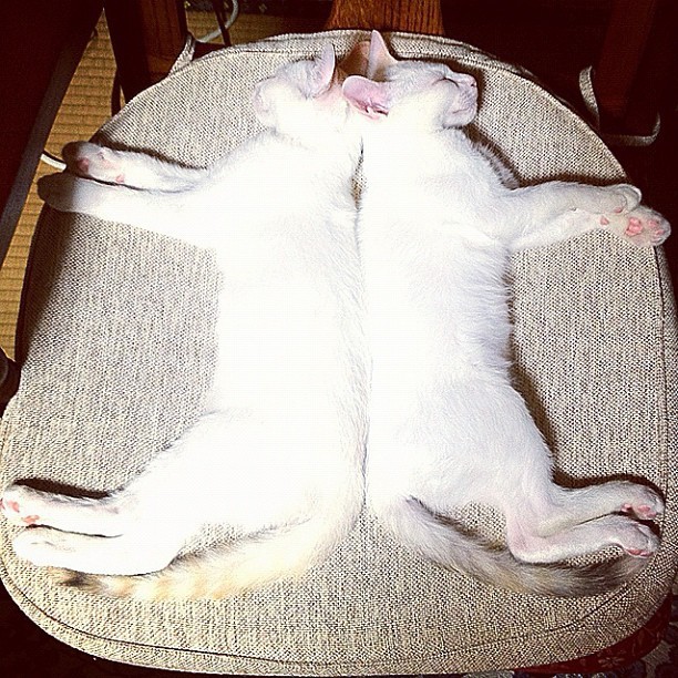 cactusmattress:  Twin Cats Always Mirror Each Other in Sleep Scientists are baffled