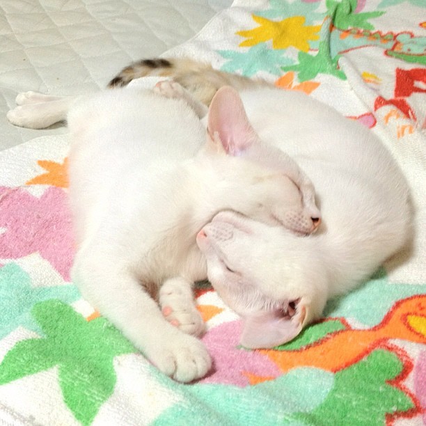 thefluffingtonpost:  Twin Cats Always Mirror Each Other in Sleep Scientists are baffled