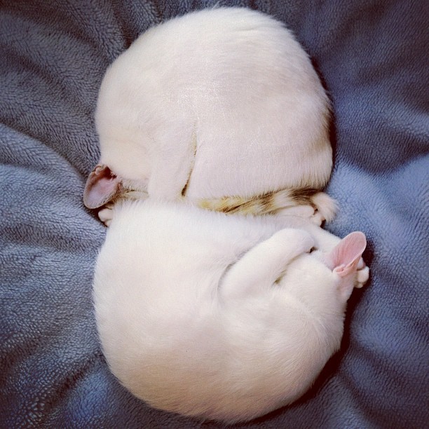 thefluffingtonpost:  Twin Cats Always Mirror Each Other in Sleep Scientists are baffled