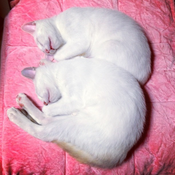 thefluffingtonpost:  Twin Cats Always Mirror Each Other in Sleep Scientists are baffled