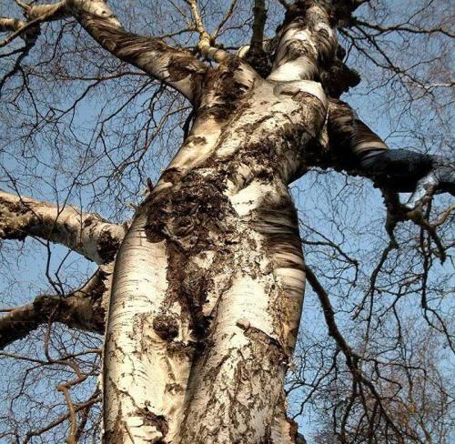 clubfukc:  dizzy-lizard:  this lady danced for all eternity  literally, mother nature. 