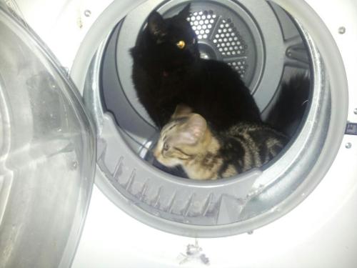 getoutoftherecat:  get out of there cats. you are not tumble dryer safe. you are cats.