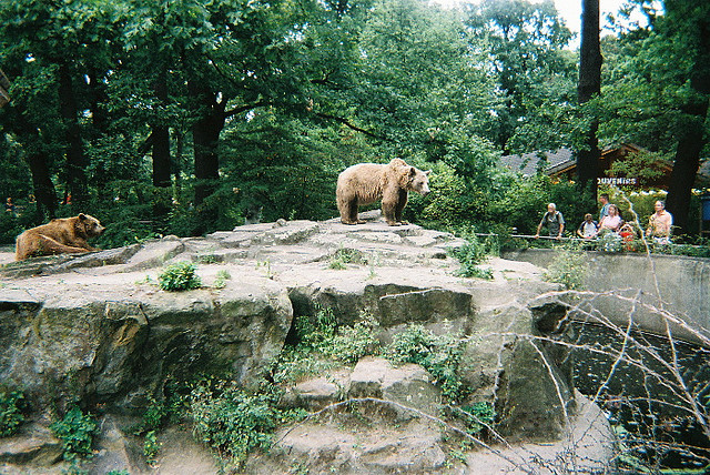 fastforwardtime:  ooh, a bear! by ana.kaiye on Flickr. 