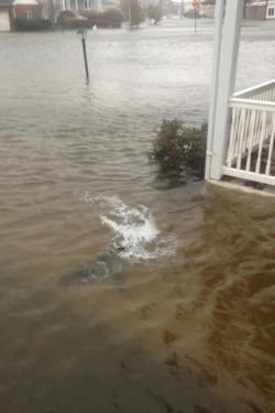 curiositykilledthe-emily:  intellectual-stupidity:  nutritionisthekey:  wonderlanddansu:  partylike-gatsby:  There’s a shark in my friend’s lawn! Sandy u a crazy bitch.    Every time I see these random sharks in places they shouldn’t be I hope that