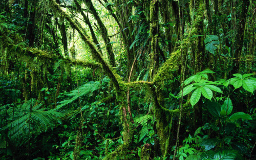 hungry-et-foolish: Monteverde Rainforest, Costa Rica