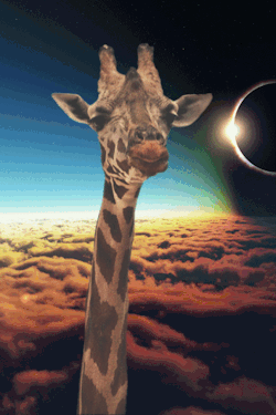 eat-acid-see-truth:  lol this giraffe is