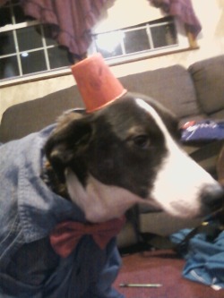 I Dressed My Brothers Dog As The Doctor. &Amp;Hellip;Him And His Girlfriend Should