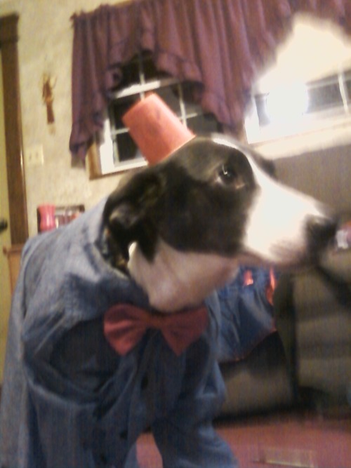 I dressed my brothers dog as the doctor. adult photos