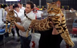 theanimalblog:  A participant carries his Bengal cat during the World Cat Show in Zagreb, Croatia.  Picture: REUTERS/Antonio Bronic 