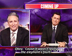 jon-stewart-you-are-perfection:the toss of the week↳ stephen’s safari vacation