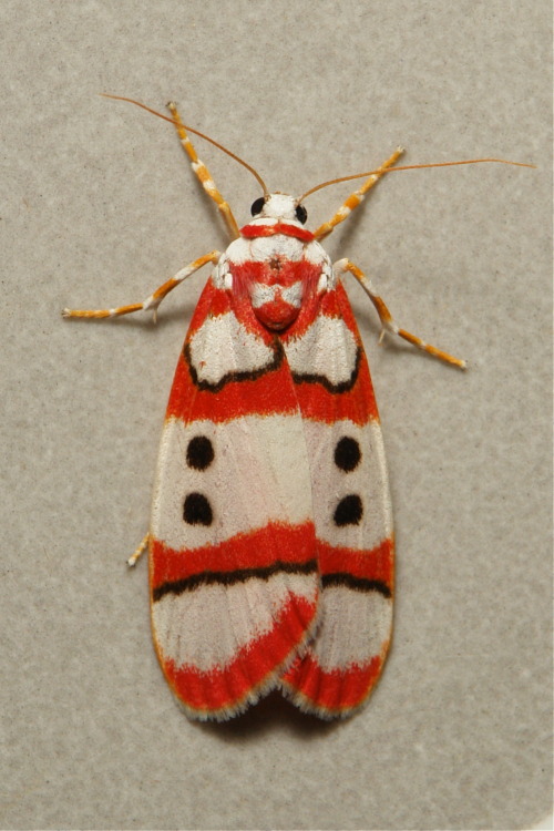 sinobug:Cyana sp., Lithosiini, Arctiinae, ErebidaeThis striking group of moths is known by several n