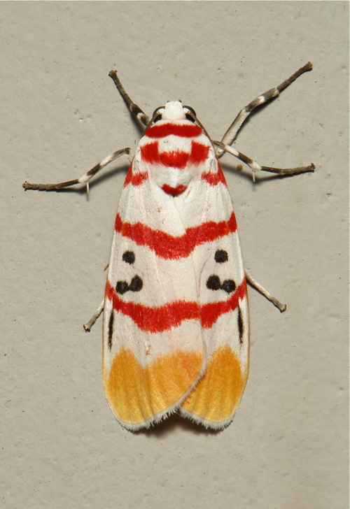 sinobug:Cyana sp., Lithosiini, Arctiinae, ErebidaeThis striking group of moths is known by several n