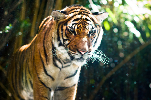 v1gilante:Inquisitive Tiger by Jorge Quinteros on Flickr.