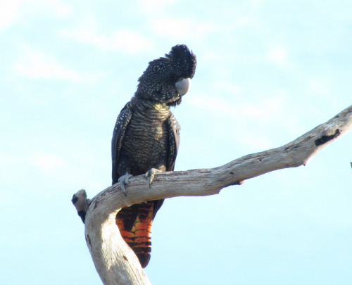 Sleepy… Species: Red-tailed Black Cockatoo (Calyptorhynchus banksii)(Source) 
