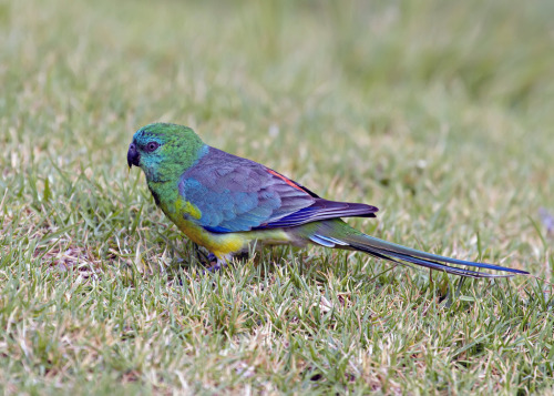 What a looker!Species: Red-rumped parrot (Psephotus haematonotus) (Source) 