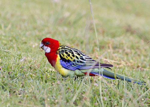 Picture perfect Species: Eastern rosella (Platycercus eximius) (Source)