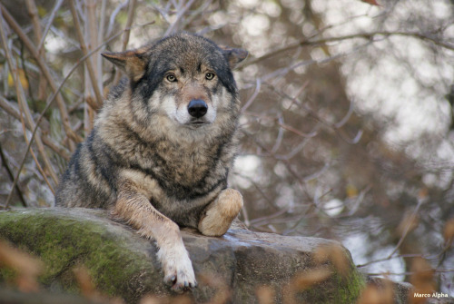 wolveswolves:  European wolf