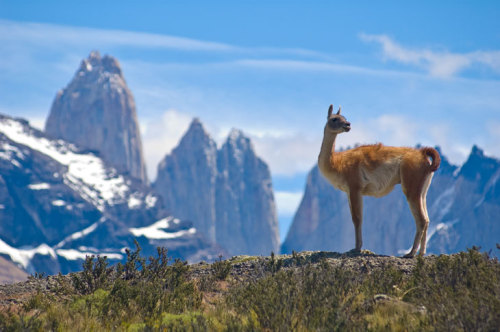 More picturesque guanaco vistas adult photos