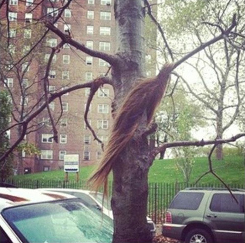 bossypants:  hurricane sandy literally snatched someone’s weave 