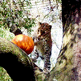 gothiccharmschool:Big cats and pumpkins! happy halloween! [x]