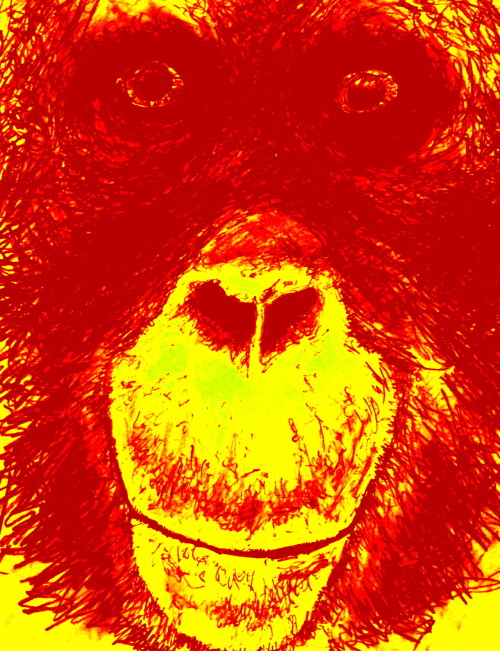 Orangutan - pencil, filtered - Ambrose Hudson - 2012