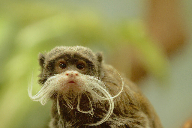 disgustinghuman:  animals-plus-nature:  Emperor Tamarin by Oakesjohn on Flickr. 